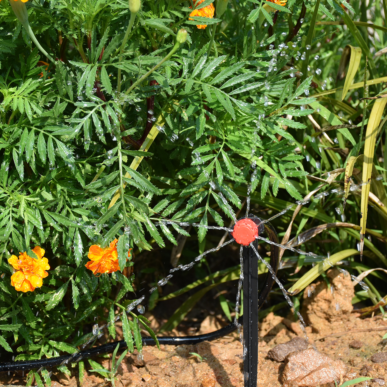 KESLA 5-50M Smart Garden Autom - Smart Garden Plastic Cups 리뷰 및 가격